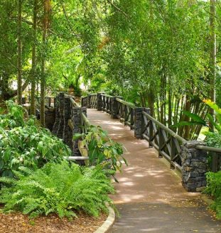 Mount Coot-tha Botanic Gardens